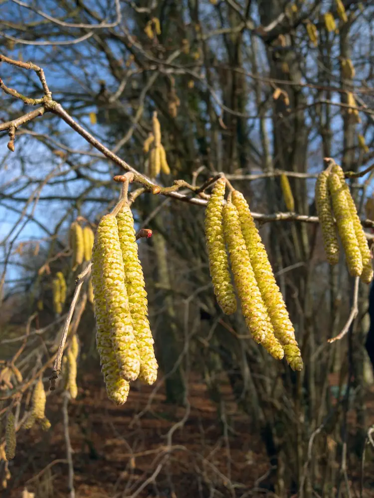 Alun (Corylus avellana) cu amenturi — produce polen alergenic din ianuarie