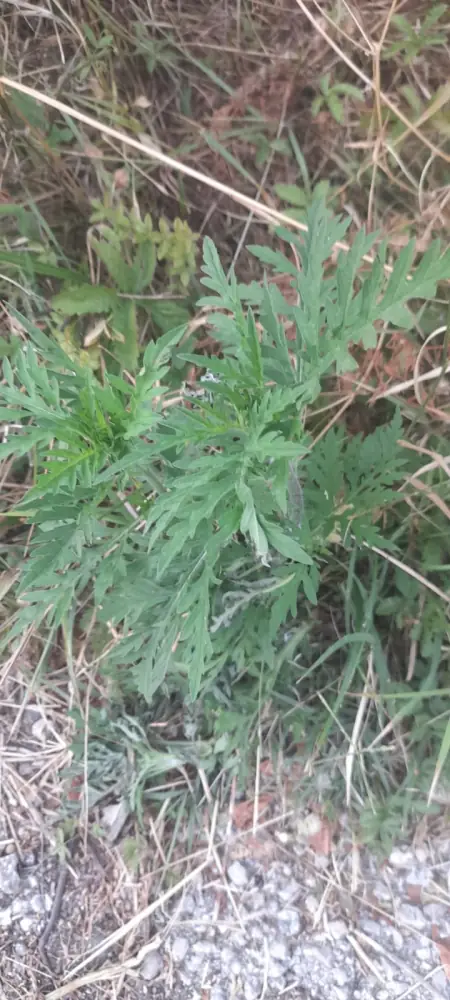 Planta de ambrozie (Ambrosia artemisiifolia) în plină înflorire