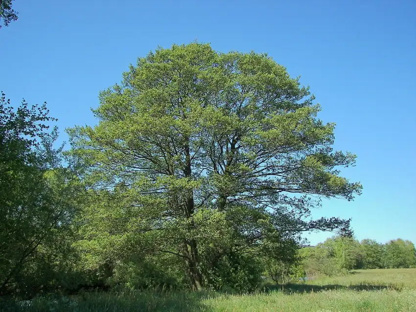 Arin (Alnus glutinosa) — copac care infloreste iarna si produce polen alergenic