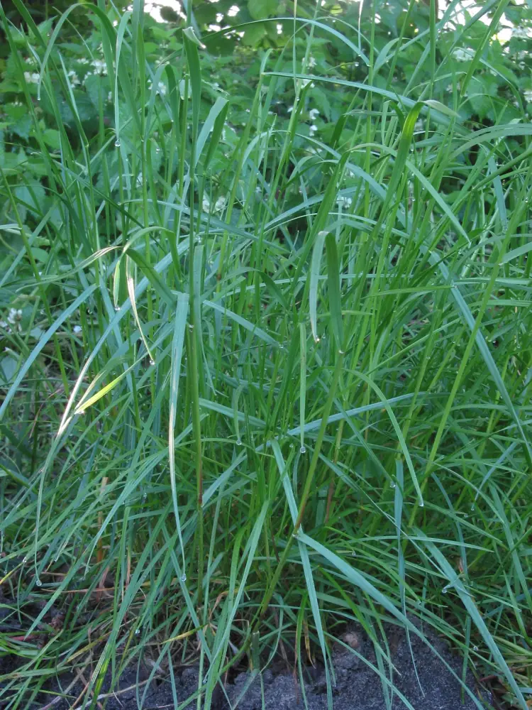 Iarba (Lolium perenne, raigras) — gramineele sunt principala cauza de alergie la polen