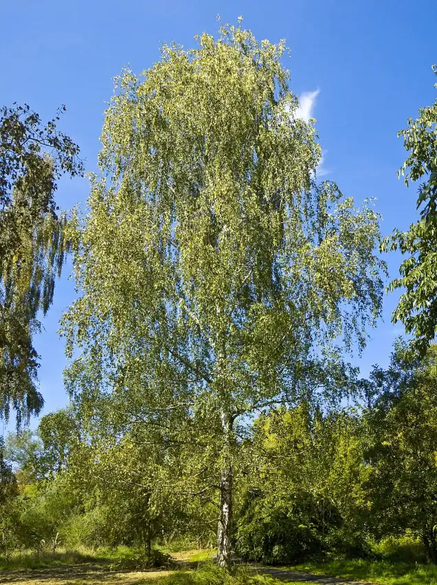 Mesteacan (Betula pendula) — copac care produce polen puternic alergenic in Romania