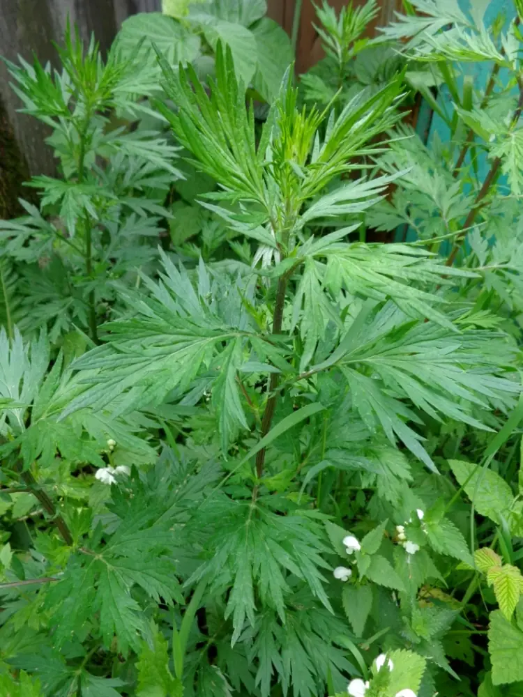 Pelin (Artemisia vulgaris) — frunze crestate, verzi deasupra și alb-argintii pe dedesubt, cu miros aromat puternic