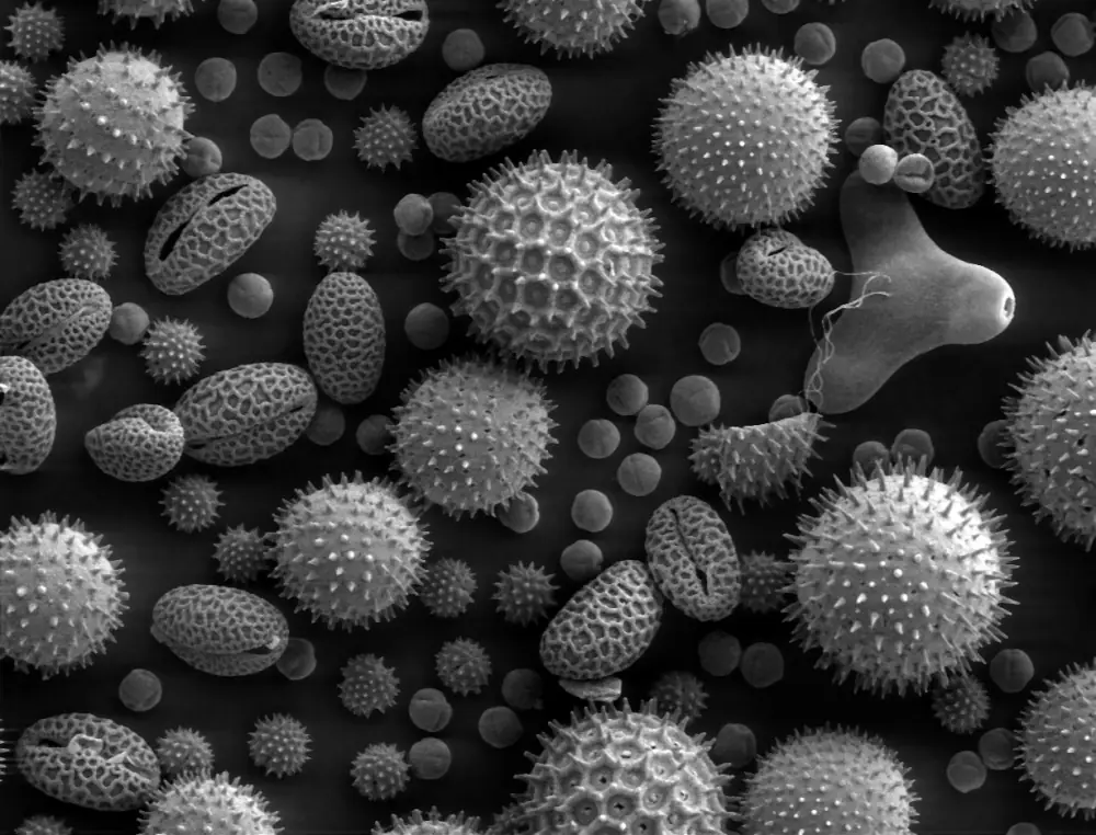 Boabe de polen de diferite specii fotografiate la microscop electronic — grăuncioare sferice și ovale colorate artificial
